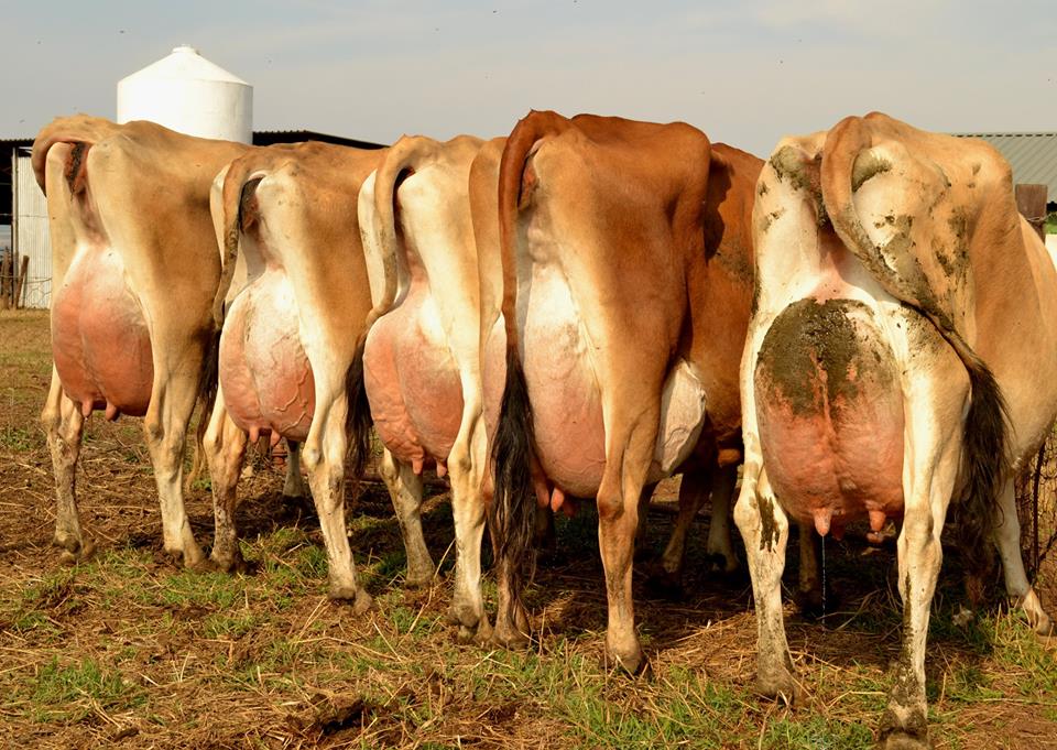 Jersey heifers, bred heifers and milking cows A2A2